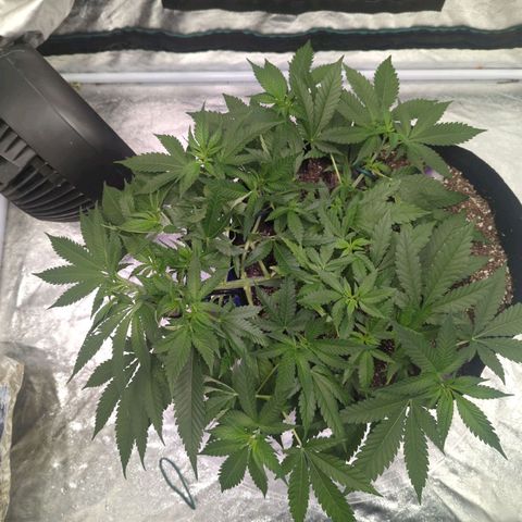 Critical Widow growlog timeline photo
