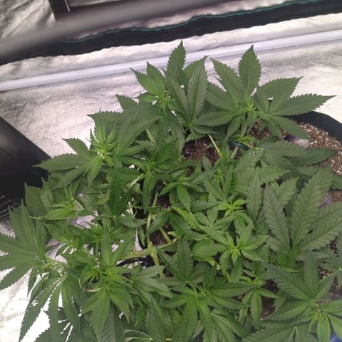 Critical Widow growlog timeline photo