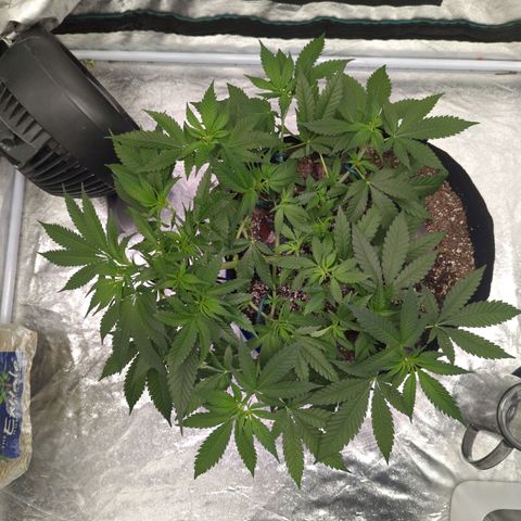 Critical Widow growlog timeline photo
