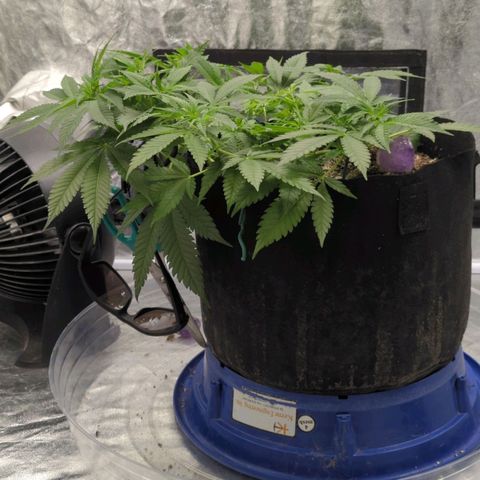 Critical Widow growlog timeline photo