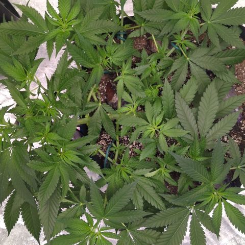 Critical Widow growlog timeline photo
