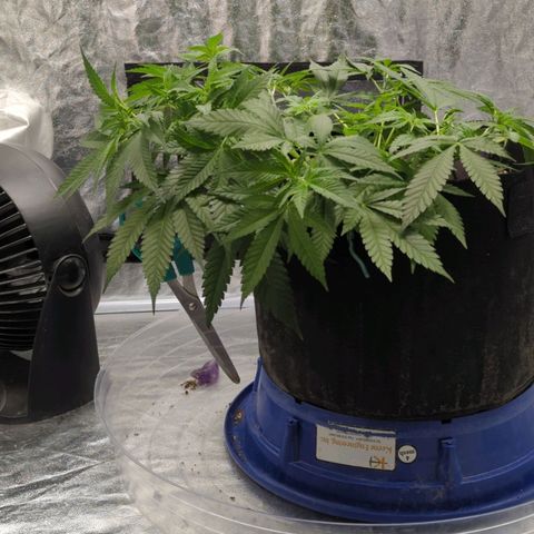 Critical Widow growlog timeline photo