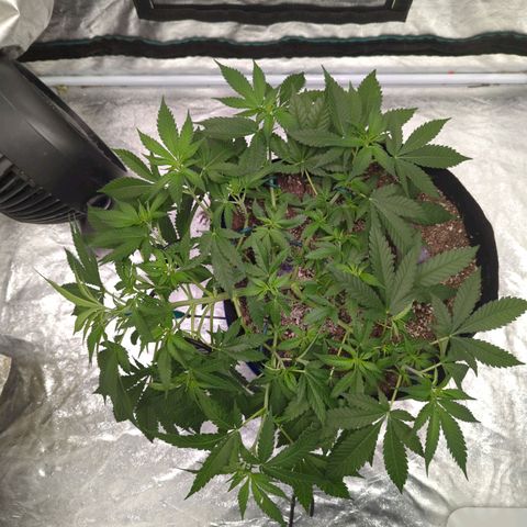 Critical Widow growlog timeline photo