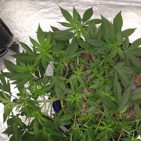 Critical Widow growlog timeline photo