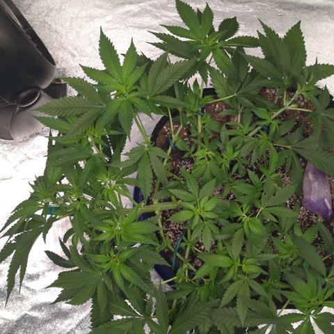 Critical Widow growlog timeline photo