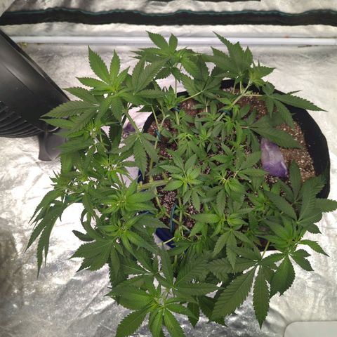 Critical Widow growlog timeline photo