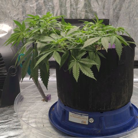 Critical Widow growlog timeline photo