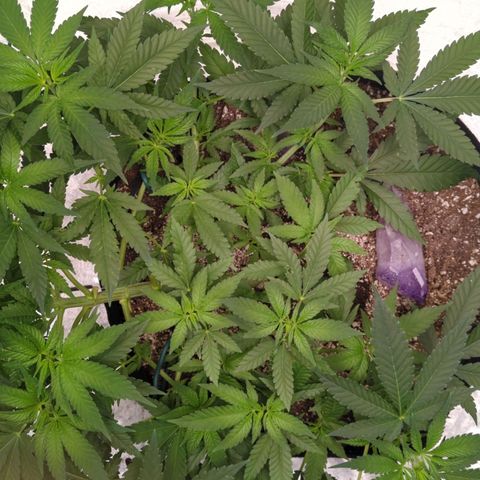 Critical Widow growlog timeline photo