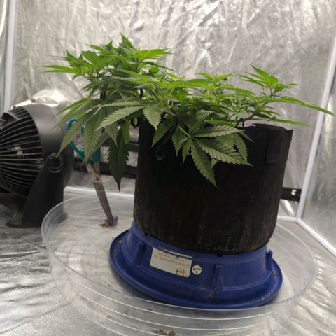 Critical Widow growlog timeline photo