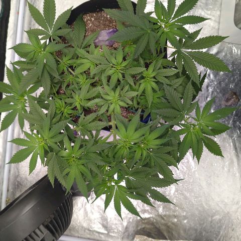 Critical Widow growlog timeline photo