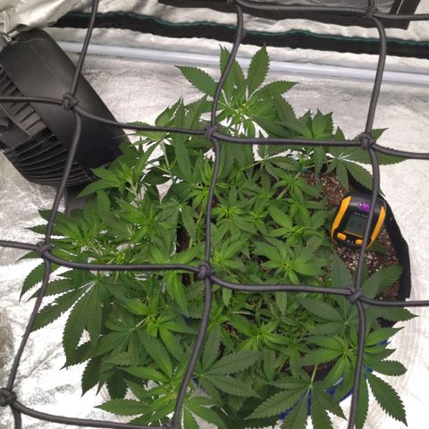 Critical Widow growlog timeline photo