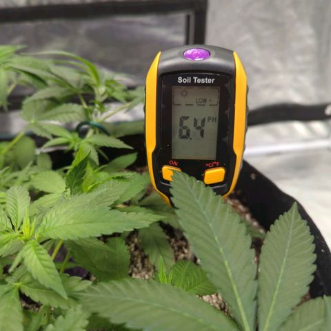 Critical Widow growlog timeline photo