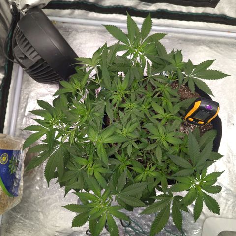 Critical Widow growlog timeline photo