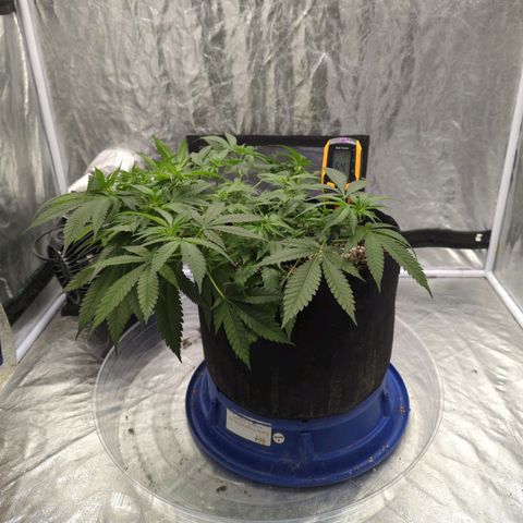 Critical Widow growlog timeline photo