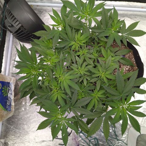 Critical Widow growlog timeline photo