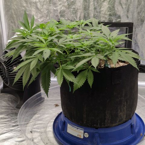 Critical Widow growlog timeline photo