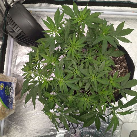 Critical Widow growlog timeline photo