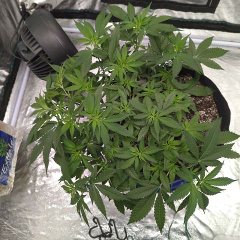 Critical Widow growlog timeline photo