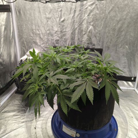 Critical Widow growlog timeline photo