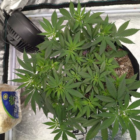 Critical Widow growlog timeline photo
