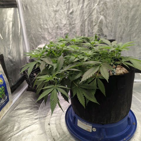 Critical Widow growlog timeline photo