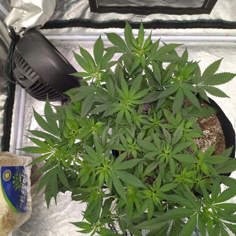 Critical Widow growlog timeline photo