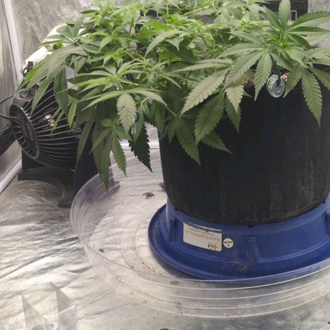 Critical Widow growlog timeline photo