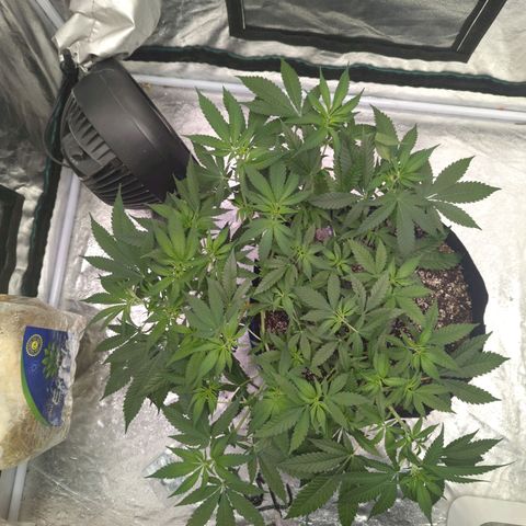 Critical Widow growlog timeline photo