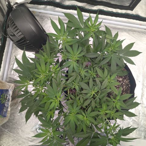 Critical Widow growlog timeline photo