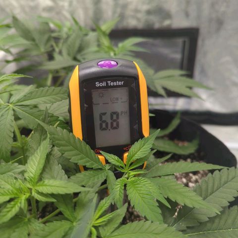 Critical Widow growlog timeline photo