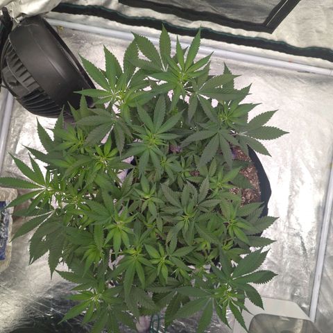 Critical Widow growlog timeline photo