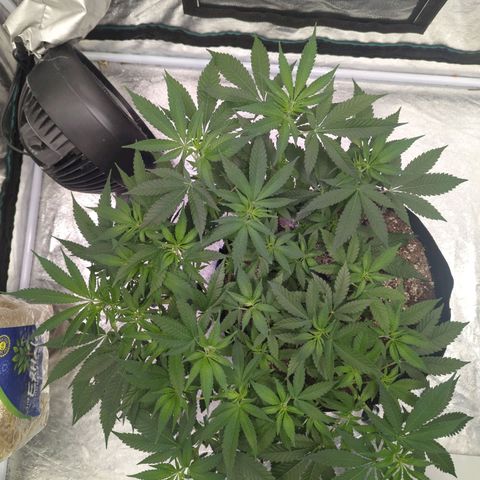 Critical Widow growlog timeline photo