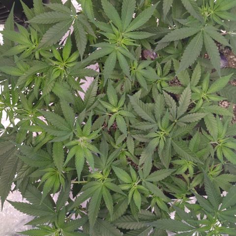 Critical Widow growlog timeline photo