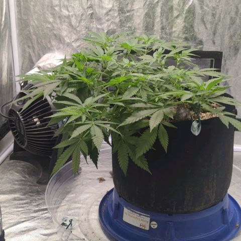 Critical Widow growlog timeline photo