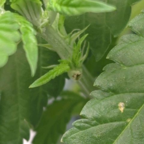 Critical Widow growlog timeline photo
