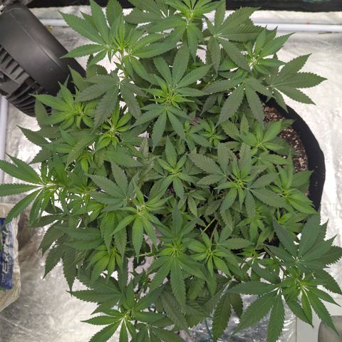 Critical Widow growlog timeline photo