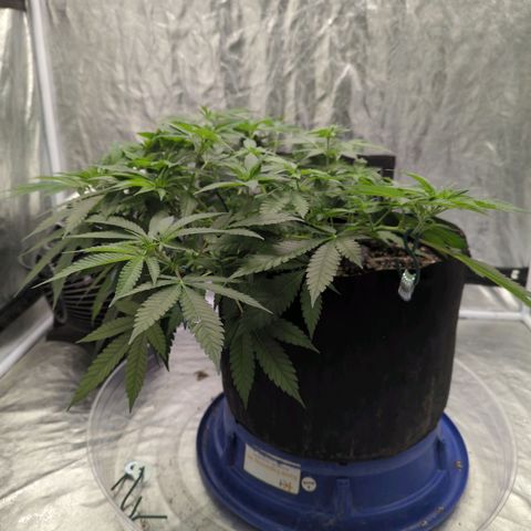 Critical Widow growlog timeline photo