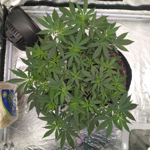 Critical Widow growlog timeline photo