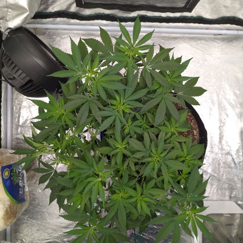 Critical Widow growlog timeline photo