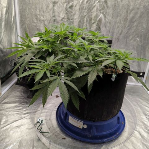 Critical Widow growlog timeline photo