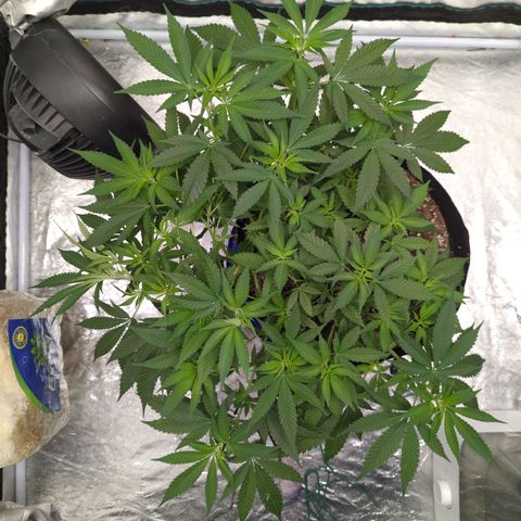 Critical Widow growlog timeline photo