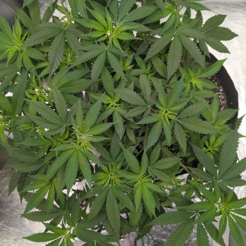 Critical Widow growlog timeline photo