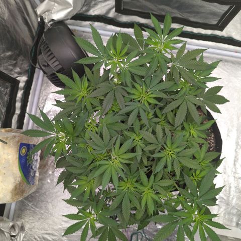 Critical Widow growlog timeline photo