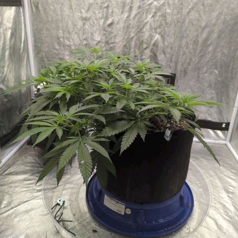 Critical Widow growlog timeline photo