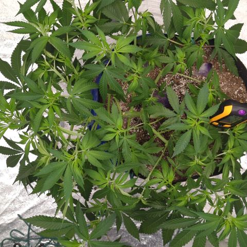 Critical Widow growlog timeline photo