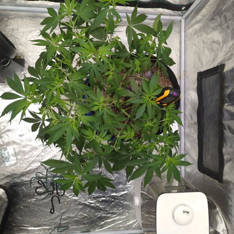 Critical Widow growlog timeline photo