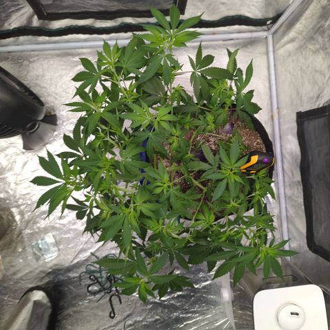 Critical Widow growlog timeline photo