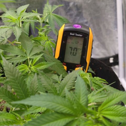 Critical Widow growlog timeline photo