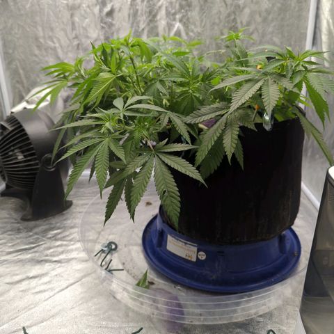 Critical Widow growlog timeline photo
