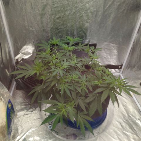 Critical Widow growlog photo: Outside viewing window 1:11am